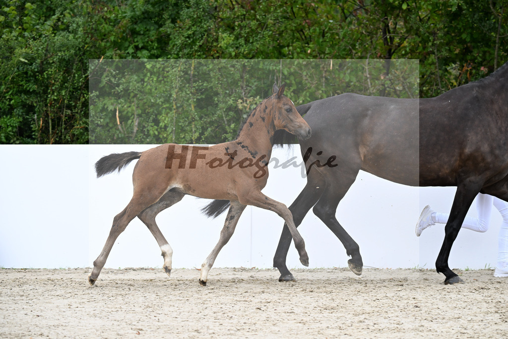 Vivaldos x Lorentin I_HF_Diez_23250422 | hf-fotografie - Realizzato con Pictrs.com