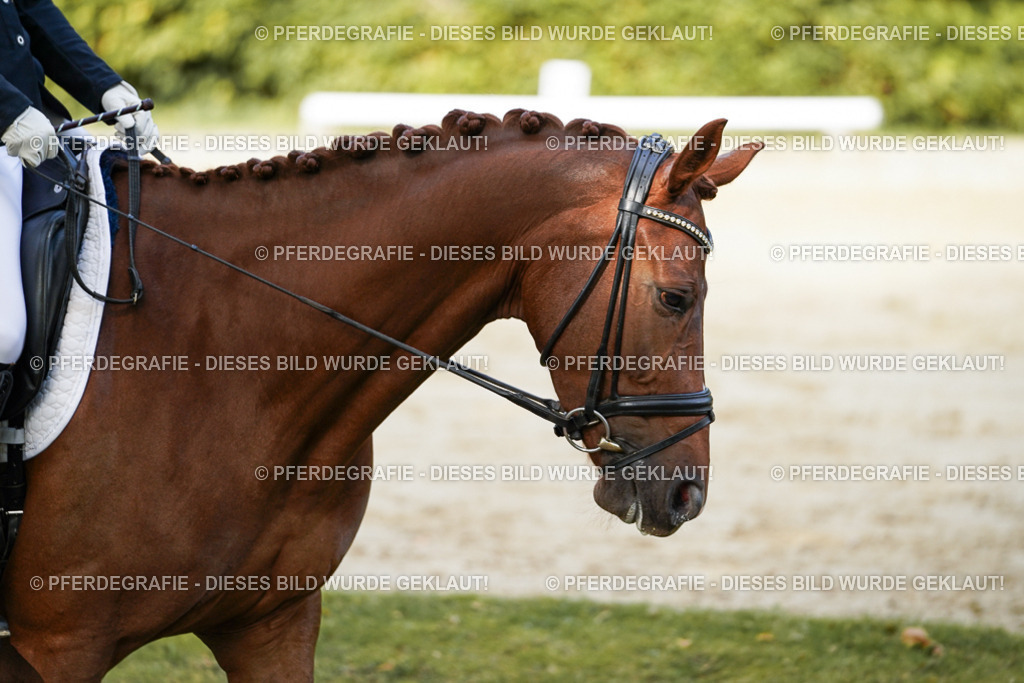 DSC08873 | Pferdegrafie