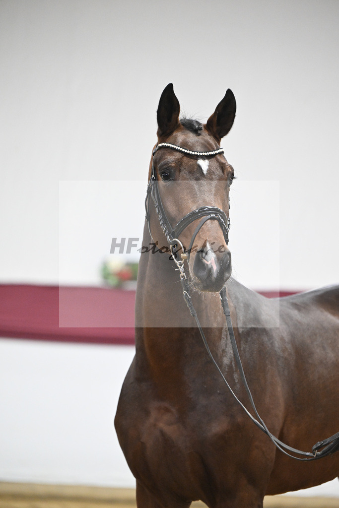 Kat-Nr. 47 Taurus x Floriscount_Thomas Casper u Horst Eulich_47251654 | hf-fotografie - Realisiert mit Pictrs.com