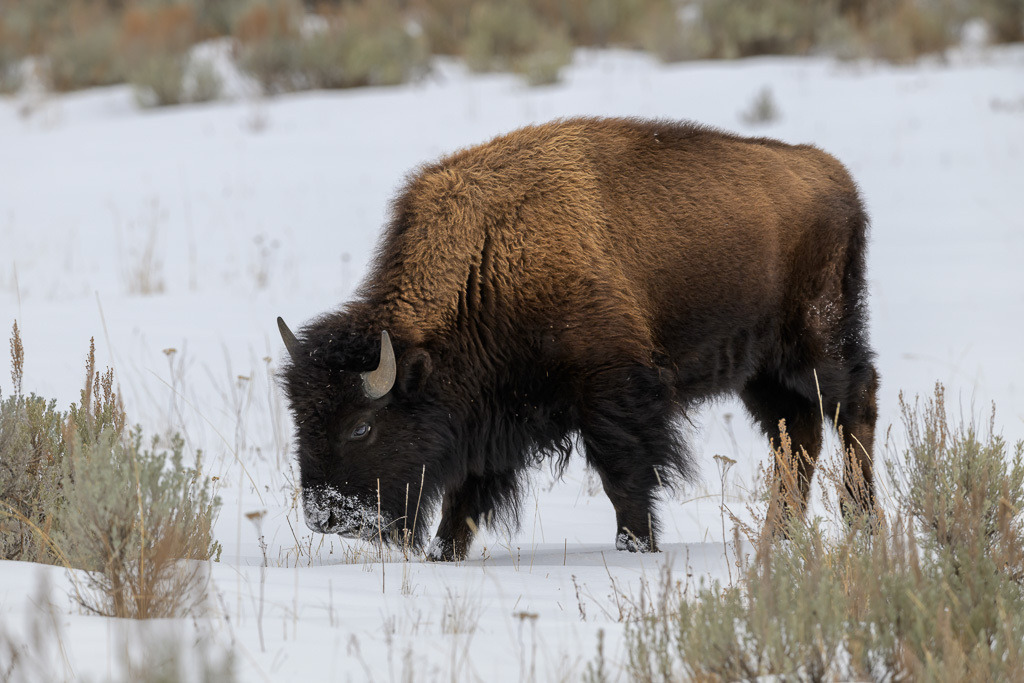 2024-367 | Bison im Lamar Valley. - Realisiert mit Pictrs.com