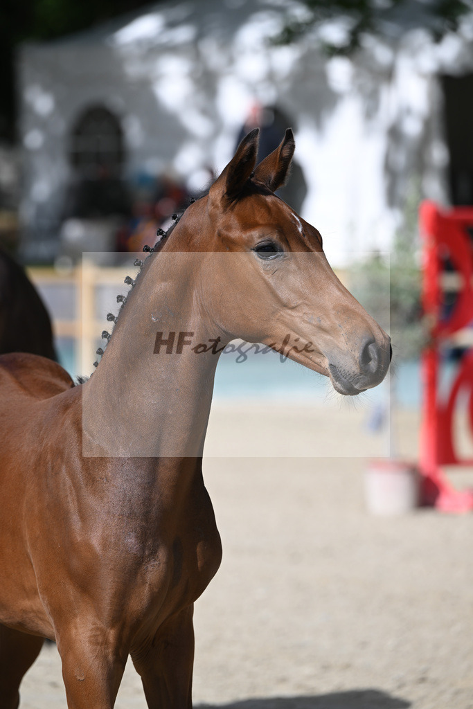 Fohlenauktion Next Chance_49220101 | hf-fotografie - Realisiert mit Pictrs.com