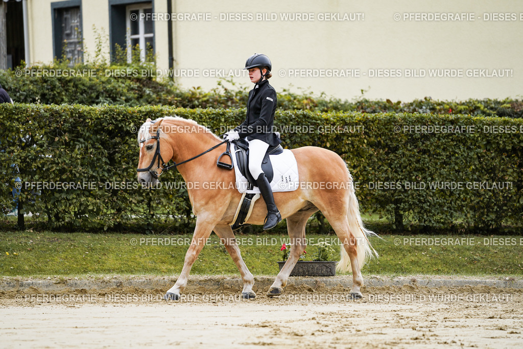 DSC04649 | Pferdegrafie