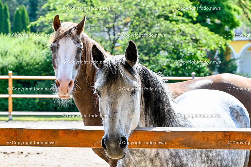 Daniela Urich_ Schlagersaengerin_ Tiergnadenhof_ 18.06.2023-24 | 18.06.2023, Schwanenstadt, AUT, Daniela Urich, im Bild Pferde am Gnadenhof von Daniela Urich (Schalgersaengerin, Coiffeur-Kosmetik, Hotelier, Betreiberin eines Tier Gnadenhof)