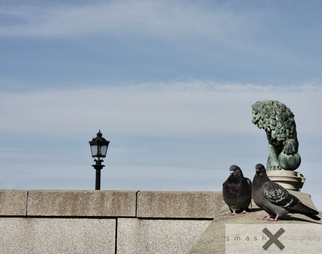 Pigeon's Guardian | Stockholm (Sweden/Schweden)