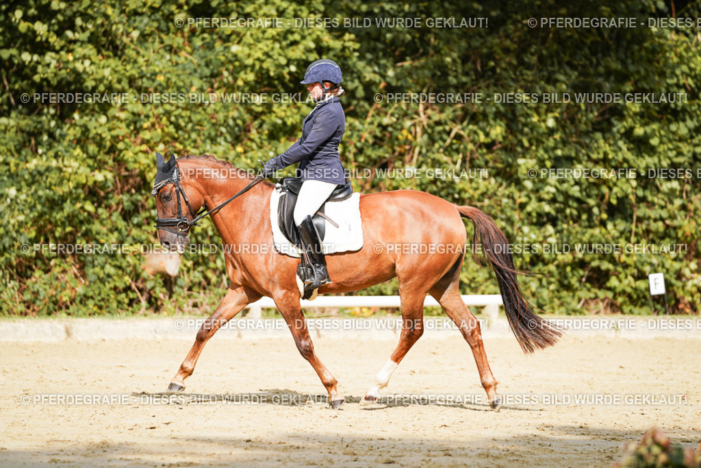 DSC02352 | Pferdegrafie