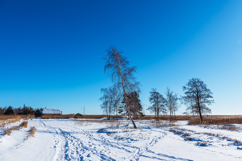 Bäume am Bodden bei Wieck auf dem Fischland-Darß im Winter | Bäume am Bodden bei Wieck auf dem Fischland-Darß im Winter.