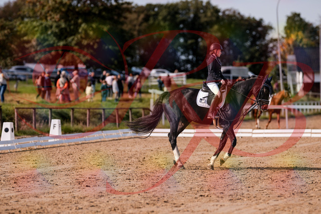 2026_10_03_Siefer-Hof_121556_Z81_17963937 | Professionelle Reitsport-, Turnier- und Eventfotografie von Robert Broda. Galerien mit ausgewählten und bearbeiteten Bildern direkt online ansehen und bestellen.