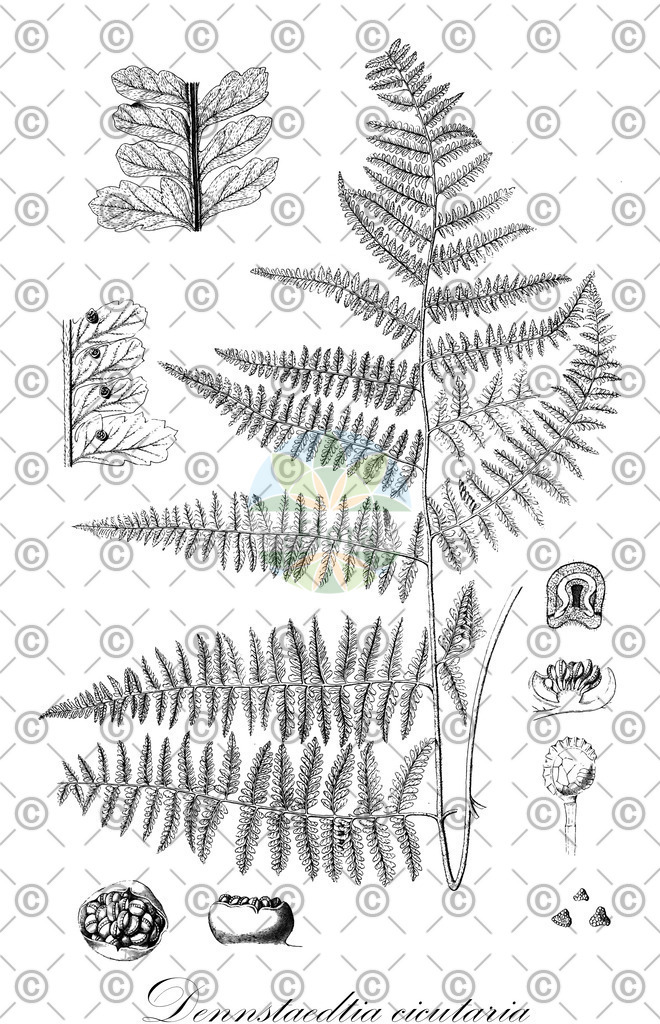 HistAbb_wfo-0000336122_1_ENZY_Simple | Historische Abbildung von Dennstaedtia cicutaria - Dennstaedtiaceae | Historical Illustration of Dennstaedtia cicutaria - Dennstaedtiaceae