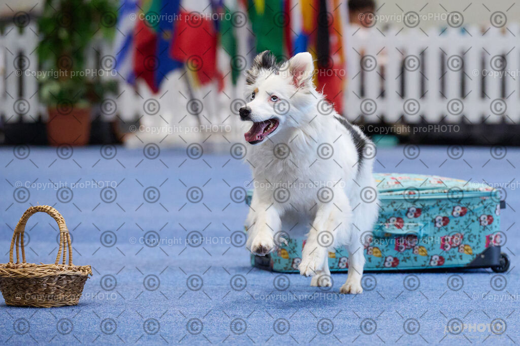 202406_ÖKV-IHA-Tulln24_DSC_4538 | proPHOTO - Realisiert mit Pictrs.com