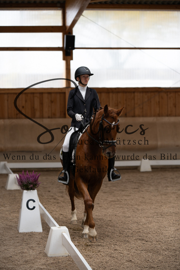 A7V02433 | Pferdefotograf