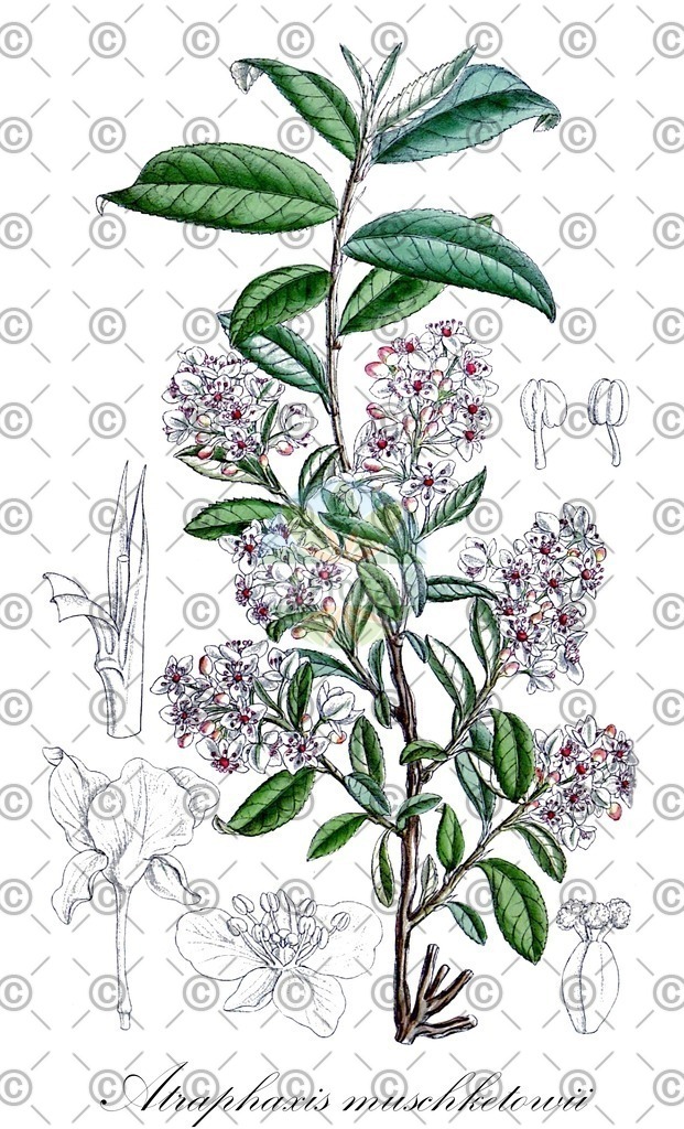 HistAbb_wfo-0001192448_2_ENZY_Simple | Historische Abbildung von Atraphaxis muschketowii - Polygonaceae | Historical Illustration of Atraphaxis muschketowii - Polygonaceae