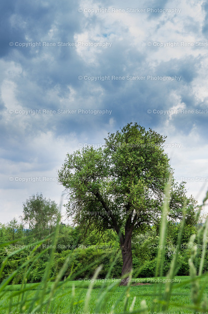 _IGP8446 | Hochzeiten, Familien, Paare, Portraits, Kinder, Shooting, Bad-Neuenahr, Ahrweiler, Bonn, Meckenheim, Fotograf, Grafschaft - Realisiert mit Pictrs.com