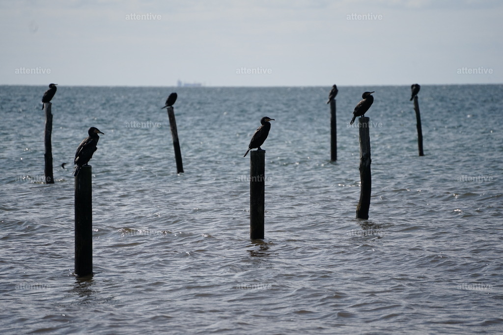 Holz | Dänemark - Realisiert mit Pictrs.com