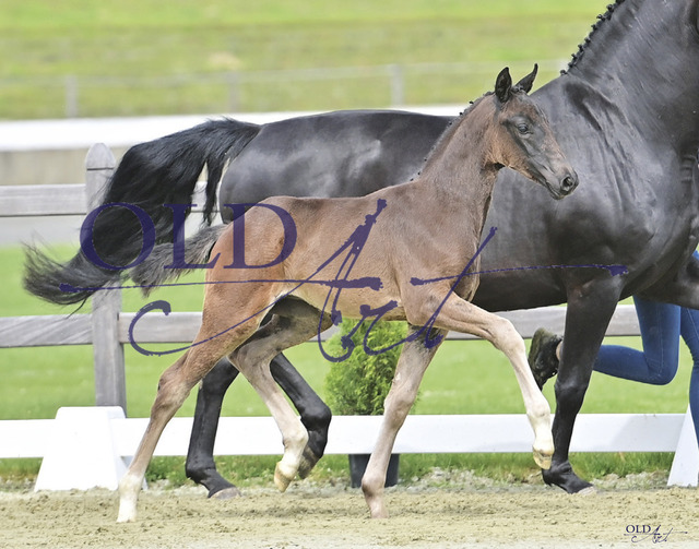 83 Florine DE433330283823 Florida TN - Rosario - Smetana | <meta name="description" content="★Offizieller Merchandise und Foto-/Videostore des Oldenburger Verbandes.★ ✅Jetzt auch digital Ausdrucke erhältlich." />
<meta name="keywords" content="Merchandise Foto-/Videostore Oldenburger Verband Photographie 