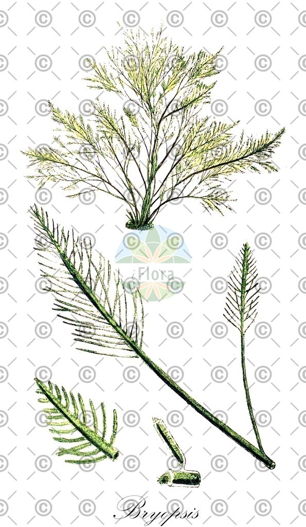 HistAbb_3DNY_4_ENZY_Simple | Historische Abbildung von Bryopsis - Bryopsidaceae (0) | Historical Illustration of Bryopsis - Bryopsidaceae (0)
