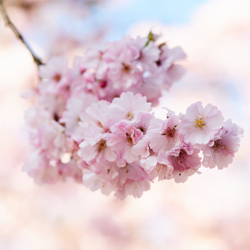 Kirchblüten | kleinen-fotografie