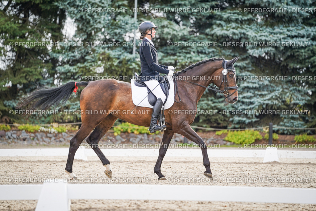 DSC00819 | Pferdegrafie