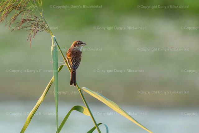 2022135 | Tierfotografie, Tierkalender, Tierbilder, Insekten, Spinnen, Vögel, Schmetterling, Libellen, Leinwand, Colorkey, Qualität, Geschenkartikel, Geschenk - Realisiert mit Pictrs.com