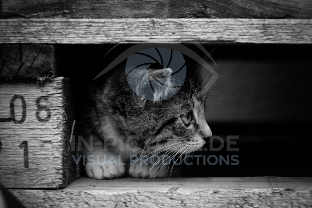 _DSC2281 | SONY DSC - Realisiert mit Pictrs.com