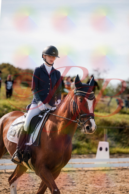 2026_10_03_Siefer-Hof_132826_Z63_89191322 | Professionelle Reitsport-, Turnier- und Eventfotografie von Robert Broda. Galerien mit ausgewählten und bearbeiteten Bildern direkt online ansehen und bestellen.