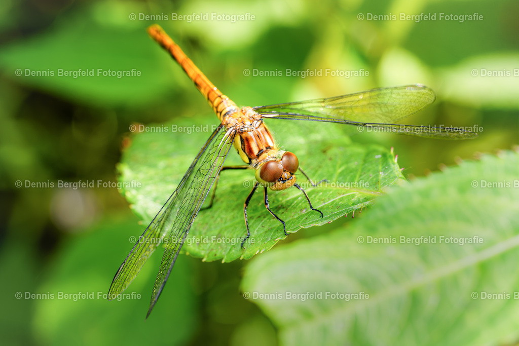 Libelle 1 | Entdecken Sie Natur, Makro und Tierfotografie von Dennis Bergfeld.Besondere Momente und Details der Natur, hochwertig als Foto und Wandbild erhältlich. - Realisiert mit Pictrs.com