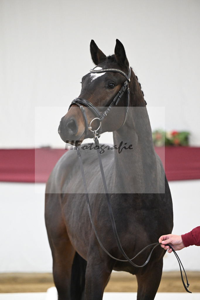 Kat-Nr. 28 Vidar x Zoom_Willi Schneider_47250927 | hf-fotografie - Realisiert mit Pictrs.com