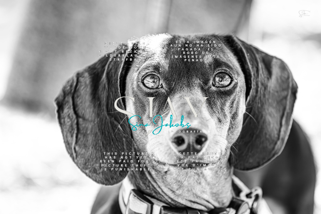 IMG_0293-Verbessert-RR | s-jay-photography - Realisiert mit Pictrs.com