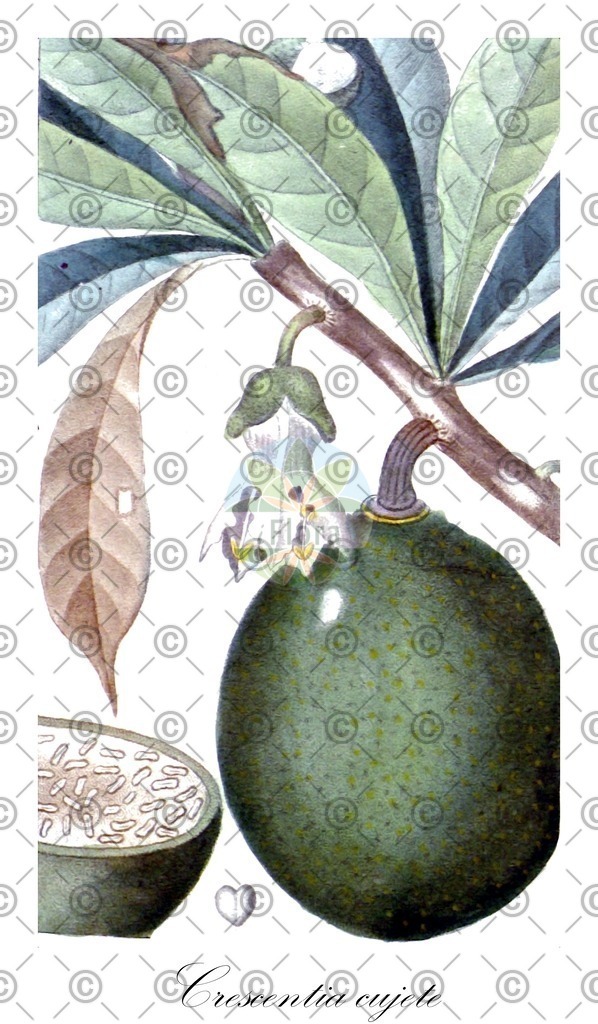 HistAbb_EMP_18907_1_SIMPLE | Historische Abbildung von Crescentia cujete - Bignoniaceae | Historical Illustration of Crescentia cujete - Bignoniaceae