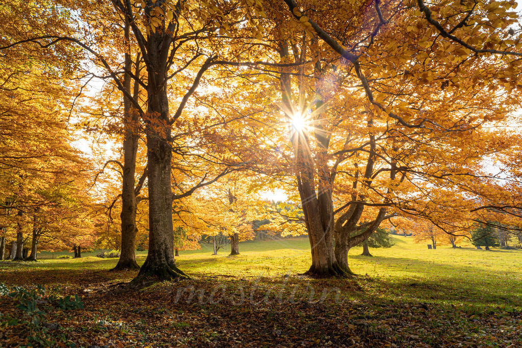 Goldener Waldspaziergang | Spazieren im traumhaft schönen goldenen Buchenwald. - Realisiert mit Pictrs.com