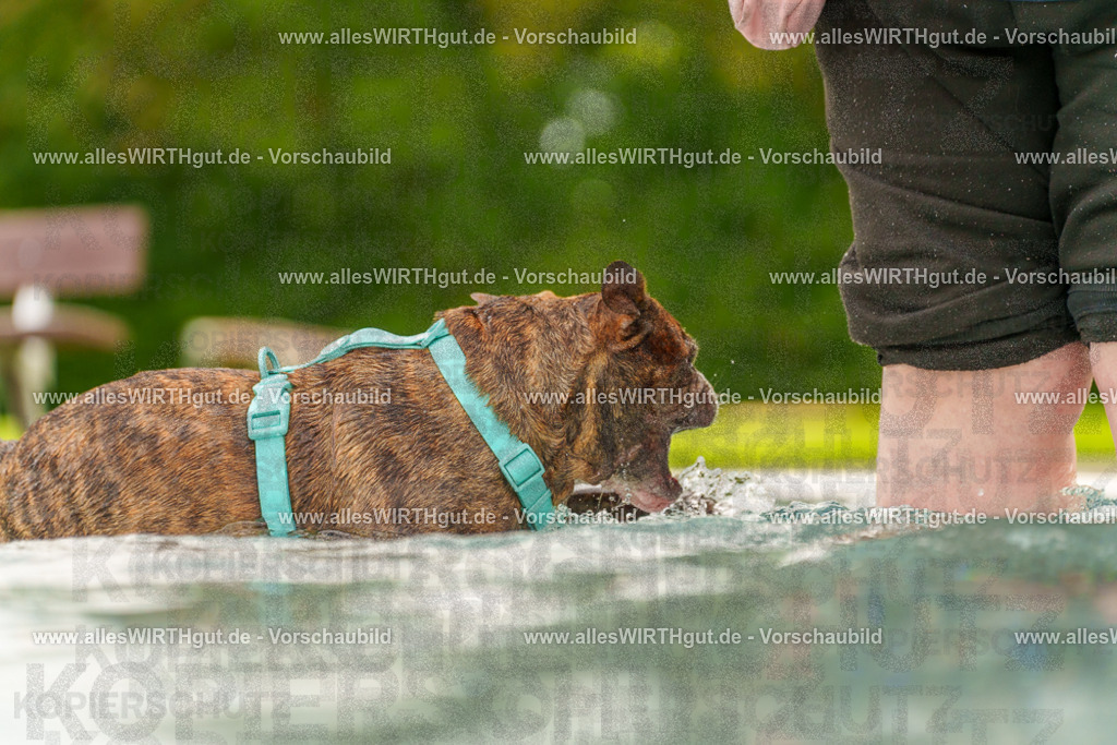 Hundeschwimmen_Grefrath_2026-allesWIRTHgut_Tierfotografie-11_40-7R503423 | Professionelle Tierfotografie in Mönchengladbach von Daniel Wirth (allesWIRTHgut). Liebevolle & natürliche Bilder von Hunden & Katzen für unvergessliche Erinnerungen.