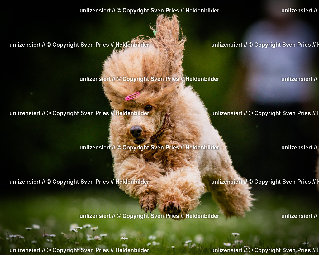 Sven Pries | 2025-05-29 - Pudelrennen KA-Durlach - Realisiert mit Pictrs.com