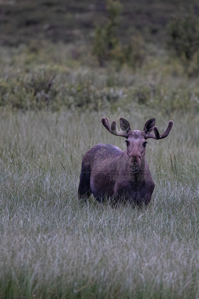 R6NF8350-20230727 | Der Elch ist der größte Vertreter aus der Familie der Hirsche. Sein aktuelles Verbreitungsgebiet erstreckt sich über die gesamte Nordhalbkugel. - Realisiert mit Pictrs.com