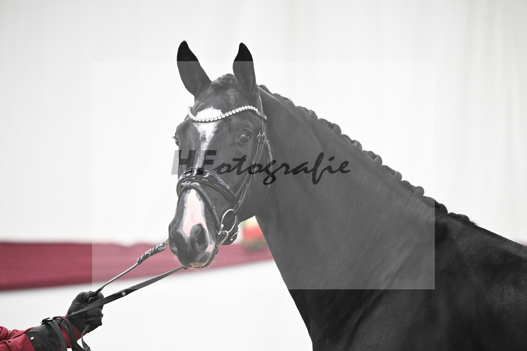 Kat-Nr. 59 Bloomberg x Gribaldi_T. _Stefan Schumacher_47252195 | hf-fotografie - Realisiert mit Pictrs.com