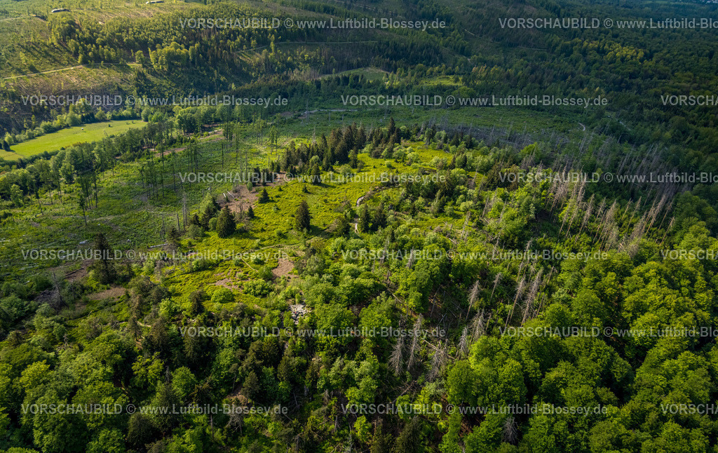 Horn-BadMeinberg240506061LippischerVelmerstot | Luftbild, Lippische Velmerstot Kuppe, Besucher und Wanderer auf einer Felsformation entdecken das Flugzeug des Fotografen, Waldgebiet und Waldschäden, Teutoburger Wald, Leopoldstal, Horn-Bad Meinberg, Ostwestfalen, Nordrhein-Westfalen, Deutschland