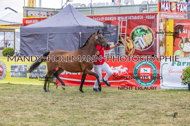 DR (1125 von 2698) | mandyhollmannphotographie