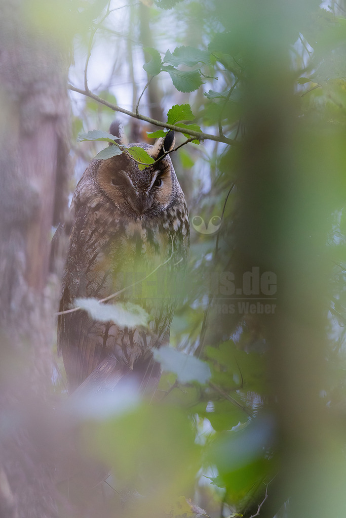R6NF6604_20241109 | Die Waldohreule ist eine mittelgroße, schlanke Eule und etwa so groß wie die Schleiereule. Gegenüber dem Waldkauz wirkt sie kleiner und schlanker. Auffallend sind ihre feuergelben bis glutroten Augen und ihre langen, meist hoch aufgerichteten Federohren, die jedoch bei Erregung und im Fluge auch angelegt werden können. - Realisiert mit Pictrs.com