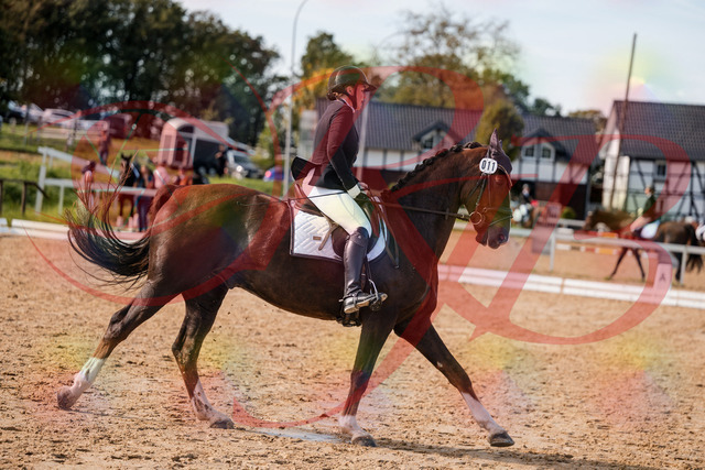 2026_10_03_Siefer-Hof_132348_Z63_85850841 | Professionelle Reitsport-, Turnier- und Eventfotografie von Robert Broda. Galerien mit ausgewählten und bearbeiteten Bildern direkt online ansehen und bestellen.