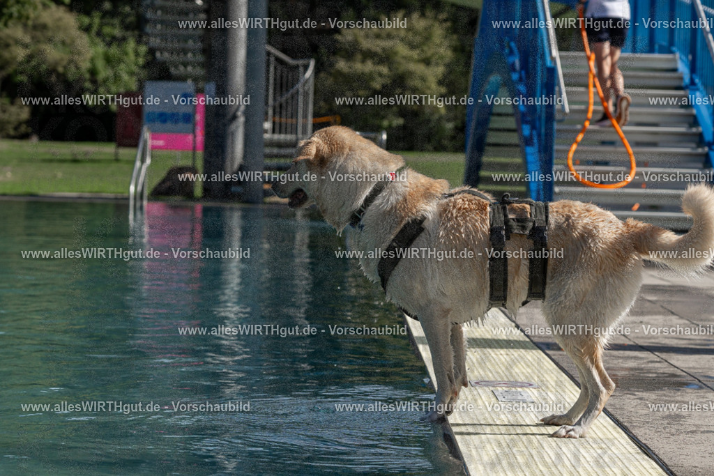 Hundeschwimmen_Volksbad_2026-allesWIRTHgut_Tierfotografie-2609061554-FAY07339 | Professionelle Tierfotografie in Mönchengladbach von Daniel Wirth (allesWIRTHgut). Liebevolle & natürliche Bilder von Hunden & Katzen für unvergessliche Erinnerungen.