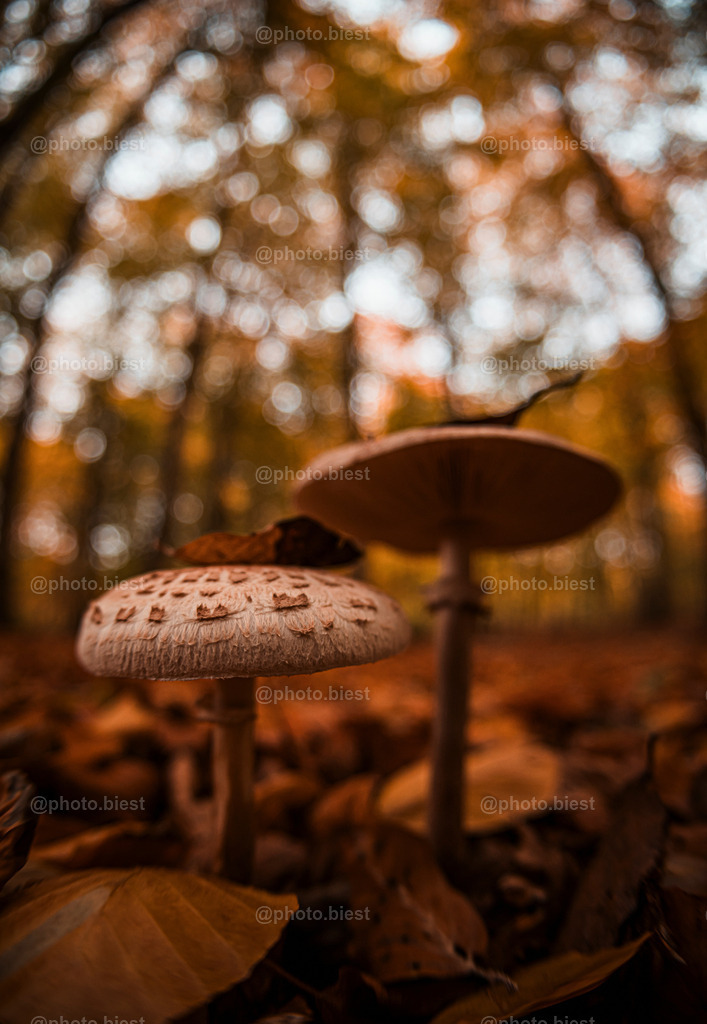 Schirmpilz-Duo | Zwei Pilze im Herbstlaub. - Realisiert mit Pictrs.com