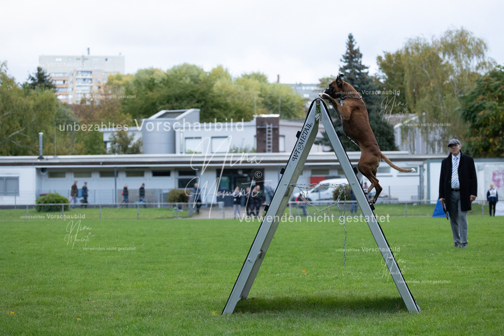 _16A4696 | Einzigartige Fotos von Hunden & Menschen –Actionfotos, Portraits, Vereinsaufnahmen & Paarshootings – authentisch, lebendig & mit Herz.