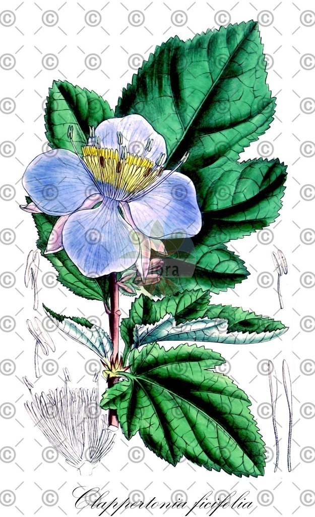 HistAbb_wfo-0000608482_2_ENZY_Simple | Historische Abbildung von Clappertonia ficifolia - Malvaceae | Historical Illustration of Clappertonia ficifolia - Malvaceae