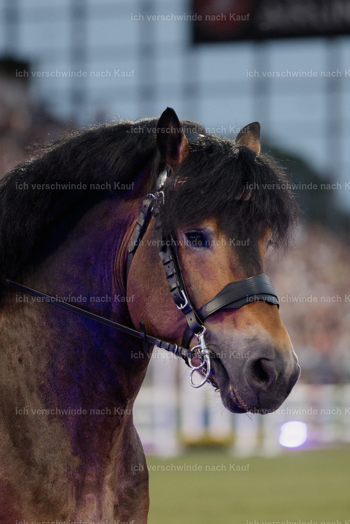 TSCHIO26_PferdundSinfonie_StoibphotographyTSCHIO26_Pferd-Sinfonie_Stoibphotography_AM11429.CR3.jpg | working equitationturnier fotograf videograf stoibphotography marixx film working equitation deutschland reitsport turnierfotografie eventfotografie equestrian events