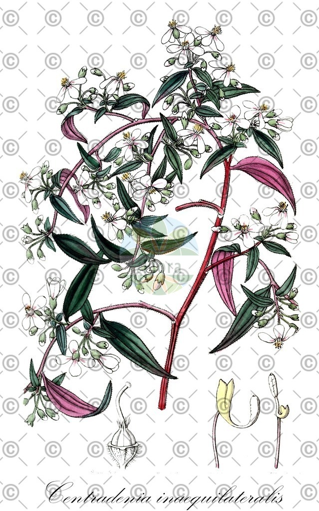 HistAbb_wfo-0000594250_1_ENZY_Simple | Historische Abbildung von Centradenia inaequilateralis - Melastomataceae | Historical Illustration of Centradenia inaequilateralis - Melastomataceae