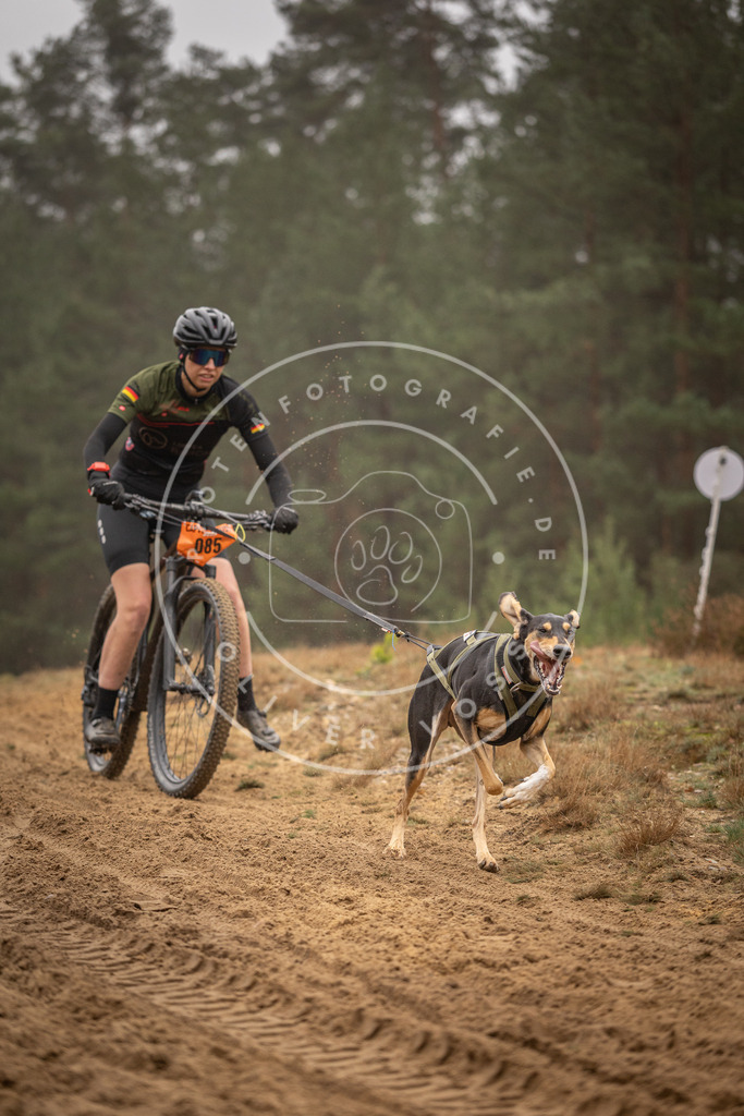 Pfotenfotografie_DV3A2846 | Hundefotografie, Tierfotograf, Pfotenfotografie, Fotoshooting Hund, Hunde Portrait, Hundesport, Hundeportraits, Heideshooting, Hunde, Sportfotograf, Hundefotograf, Turnierhundsport, THS,  - Realisiert mit Pictrs.com