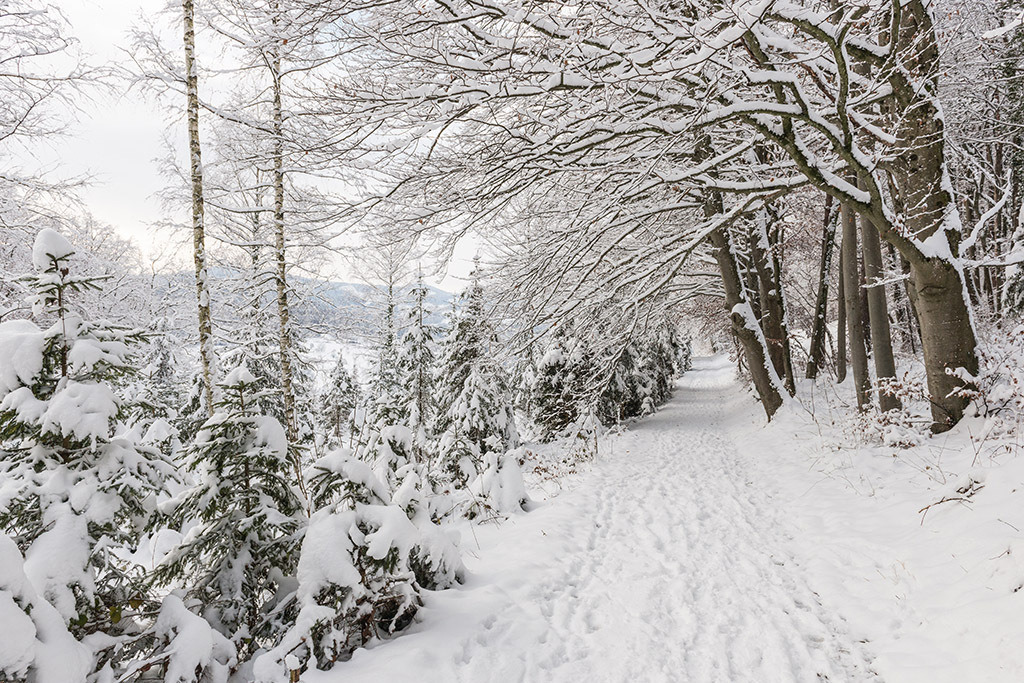 Schneebedeckter Wald | im Winter. - Realisiert mit Pictrs.com