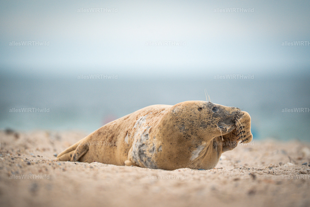 allesWIRTHwild.de - 7IV04738 | Entdecke die faszinierende Welt der Natur- und Wildlife-Fotografie von Daniel und Bärbel. Inspirierende Bilder von wilden Tieren und kleinen Naturwundern.