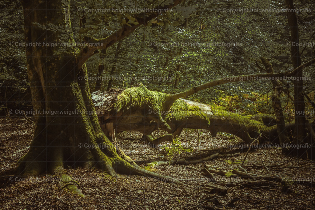 Der Abgebrochene | Kaufen sie online außergewöhnliche Fotografien auf Leinwand Acrylglas Fotoprint Aludibond von holgerweigeltfotografie - Realisiert mit Pictrs.com