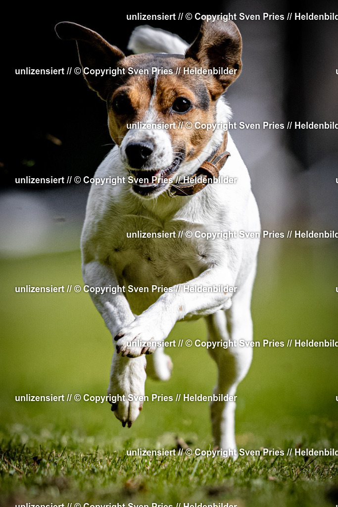 Sven Pries | 2025-10-03 - Hunderennen Obergrombach - Realisiert mit Pictrs.com