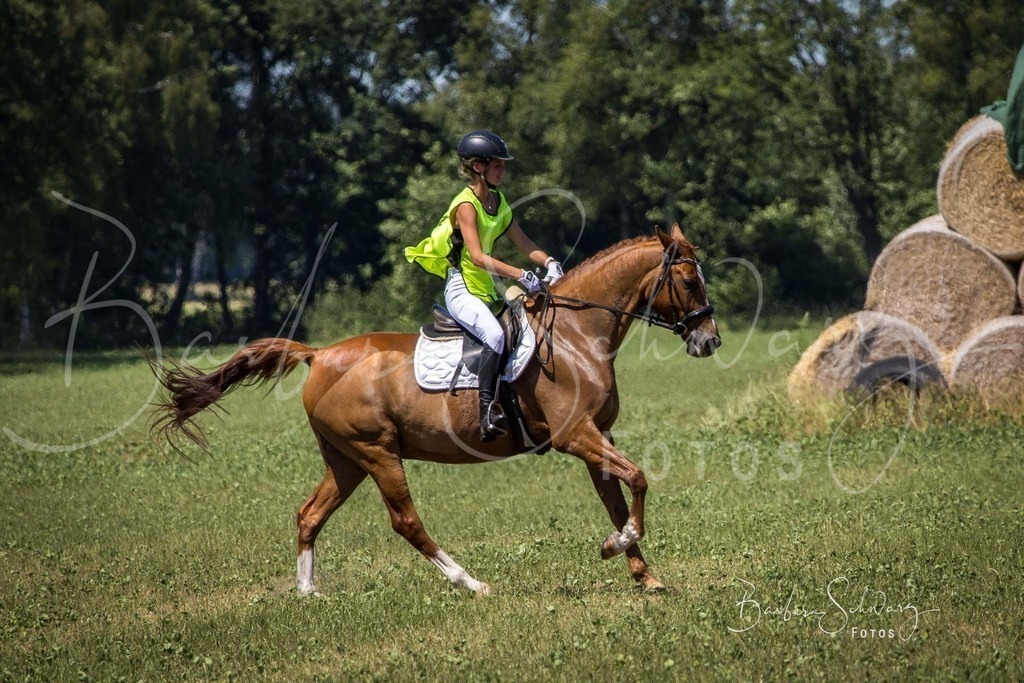 CJP_2026-06-26_16 | Stimmungsvolle Fotografie von Pferden, fotografische Begleitung von Veranstaltungen, Golfturnieren und Distanzritten - Realisiert mit Pictrs.com