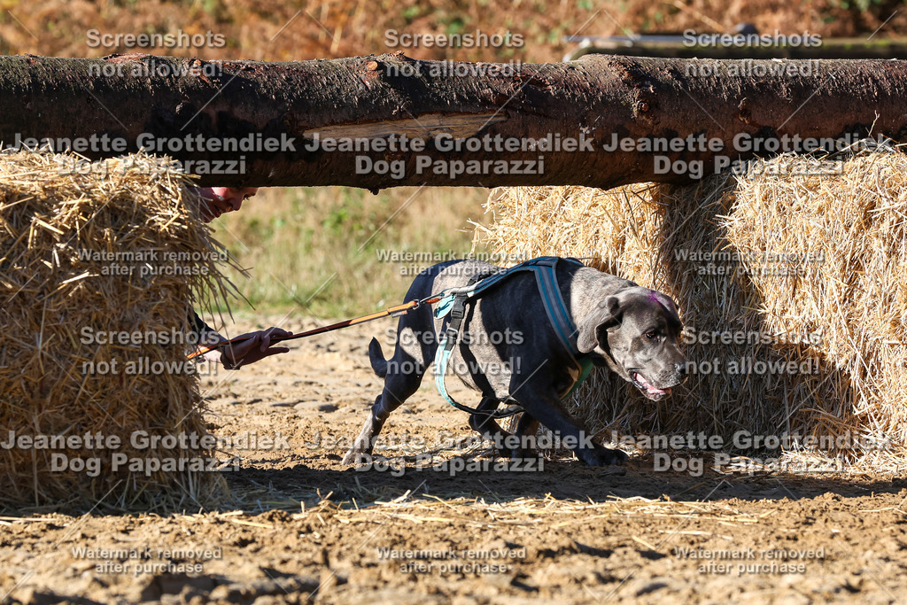Dog Paparazzi - Strongdog 10-25-1611 | Dog Paparazzi Jeanette Grottendiek Fotografie & Videografie - Realisiert mit Pictrs.com